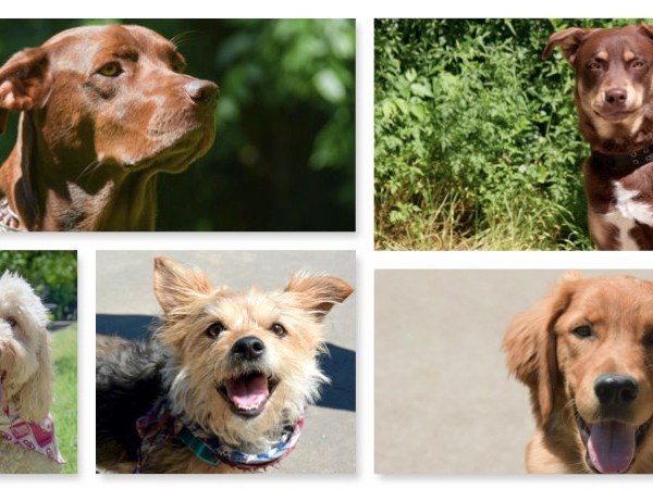 Waggin’ Tails on the Katy&nbsp;Trail